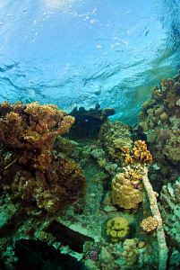 Wreck or reef???? :-) nicely grown wreck in EGY by Andy Kutsch 